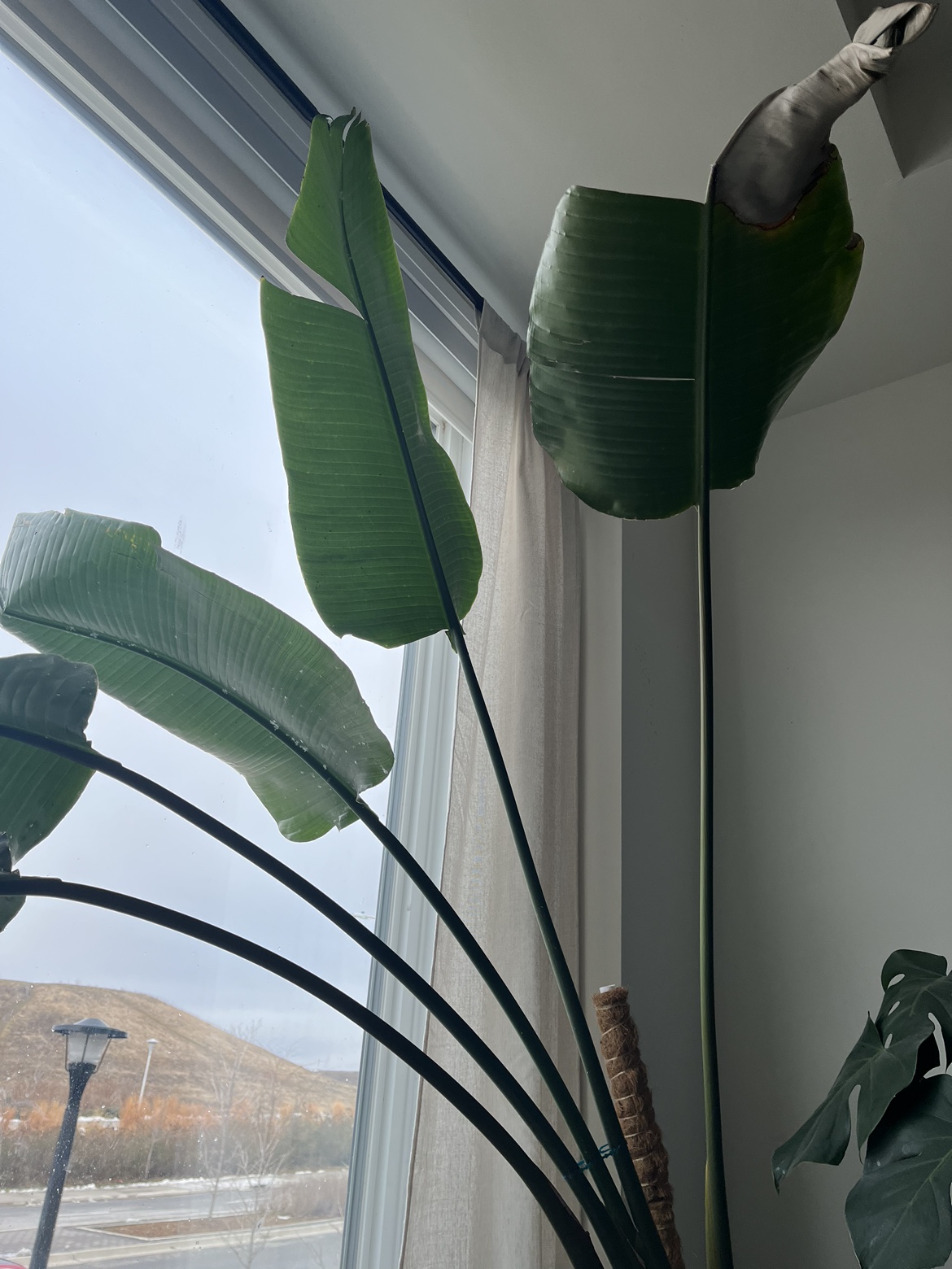 Birds of paradise with planter (6ft tall) thumbnail