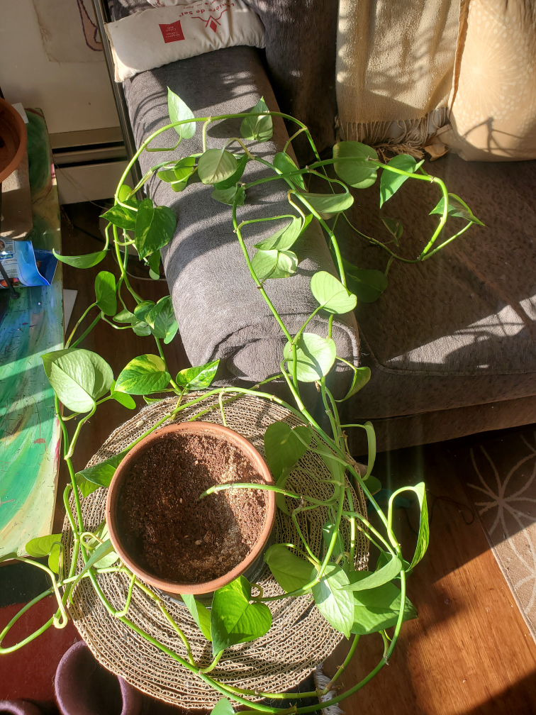 Long healthy pothos vine thumbnail