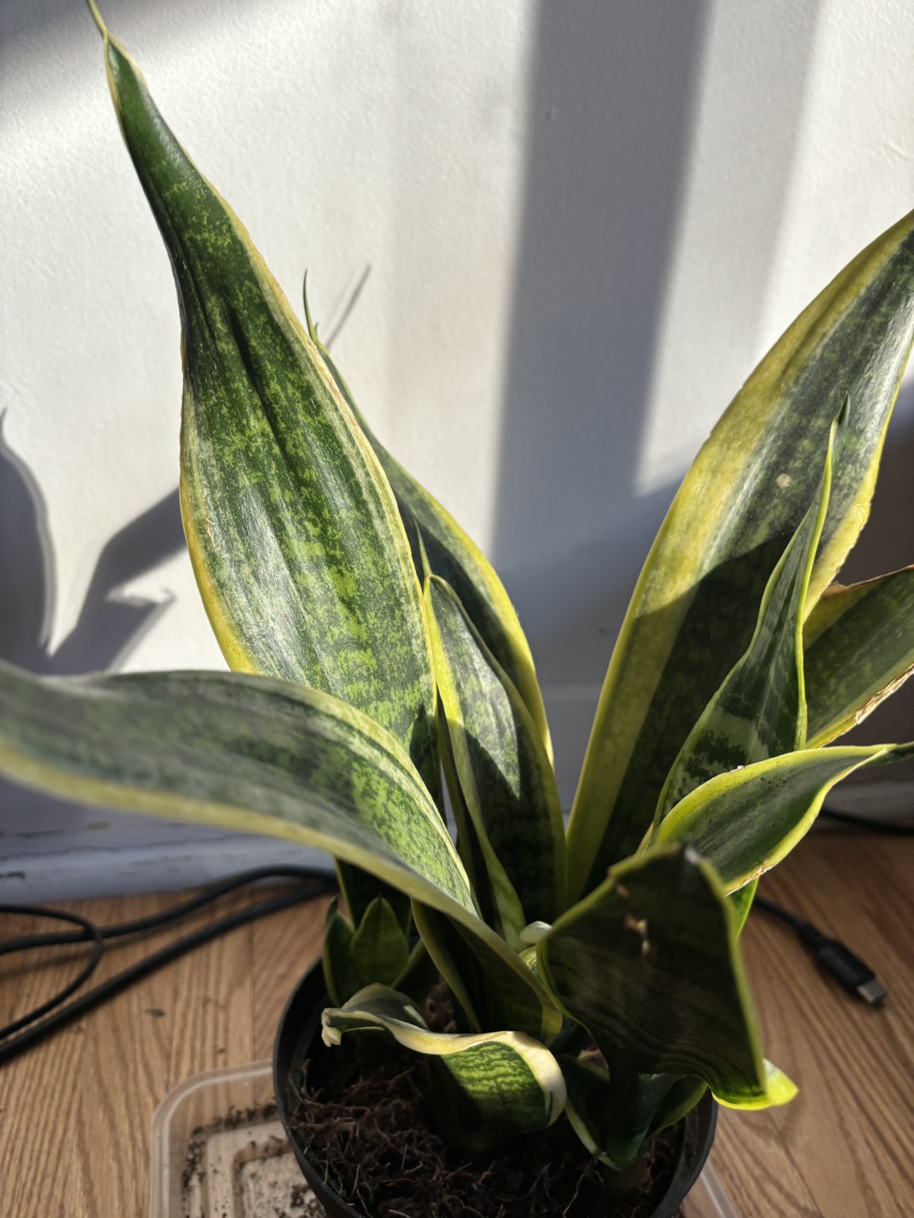 Snake Plant - photo 2