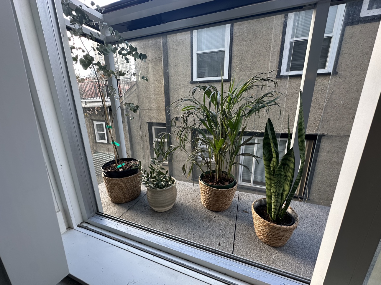 FREE plants with pots