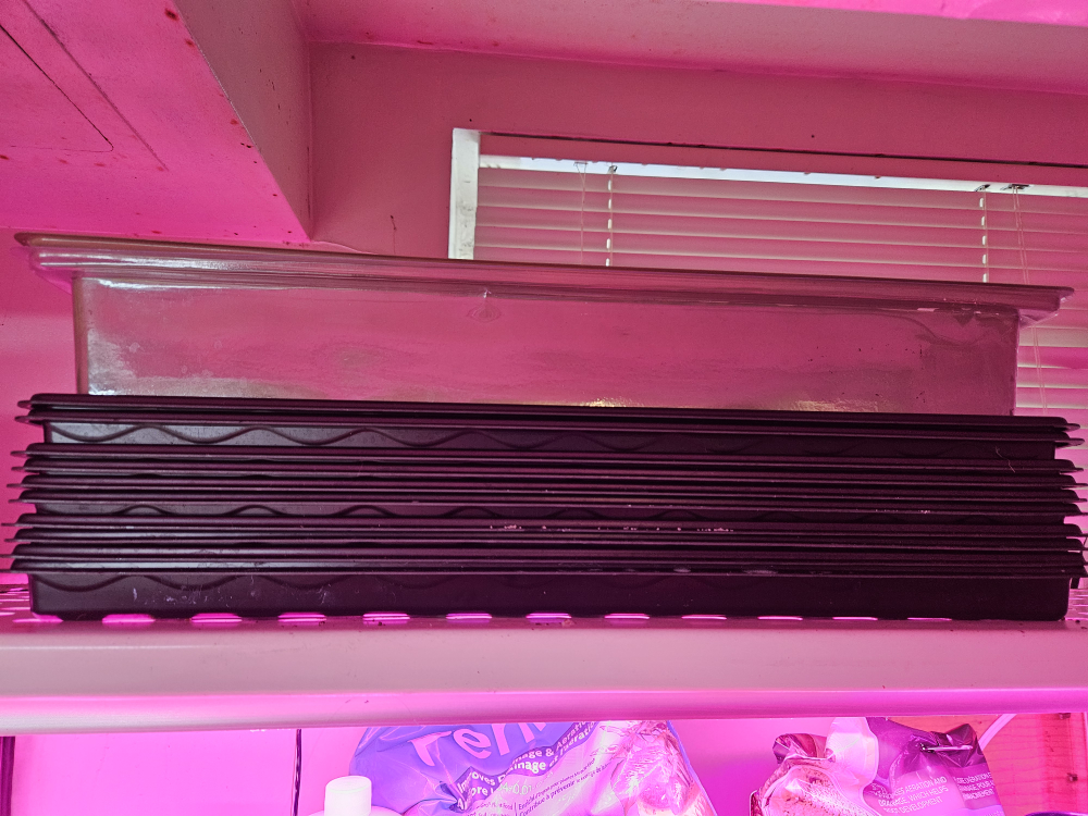 microgreens trays and loose coco coir