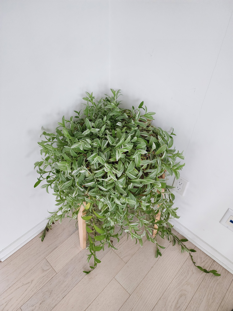Piderwort in Concrete Pot with Stool