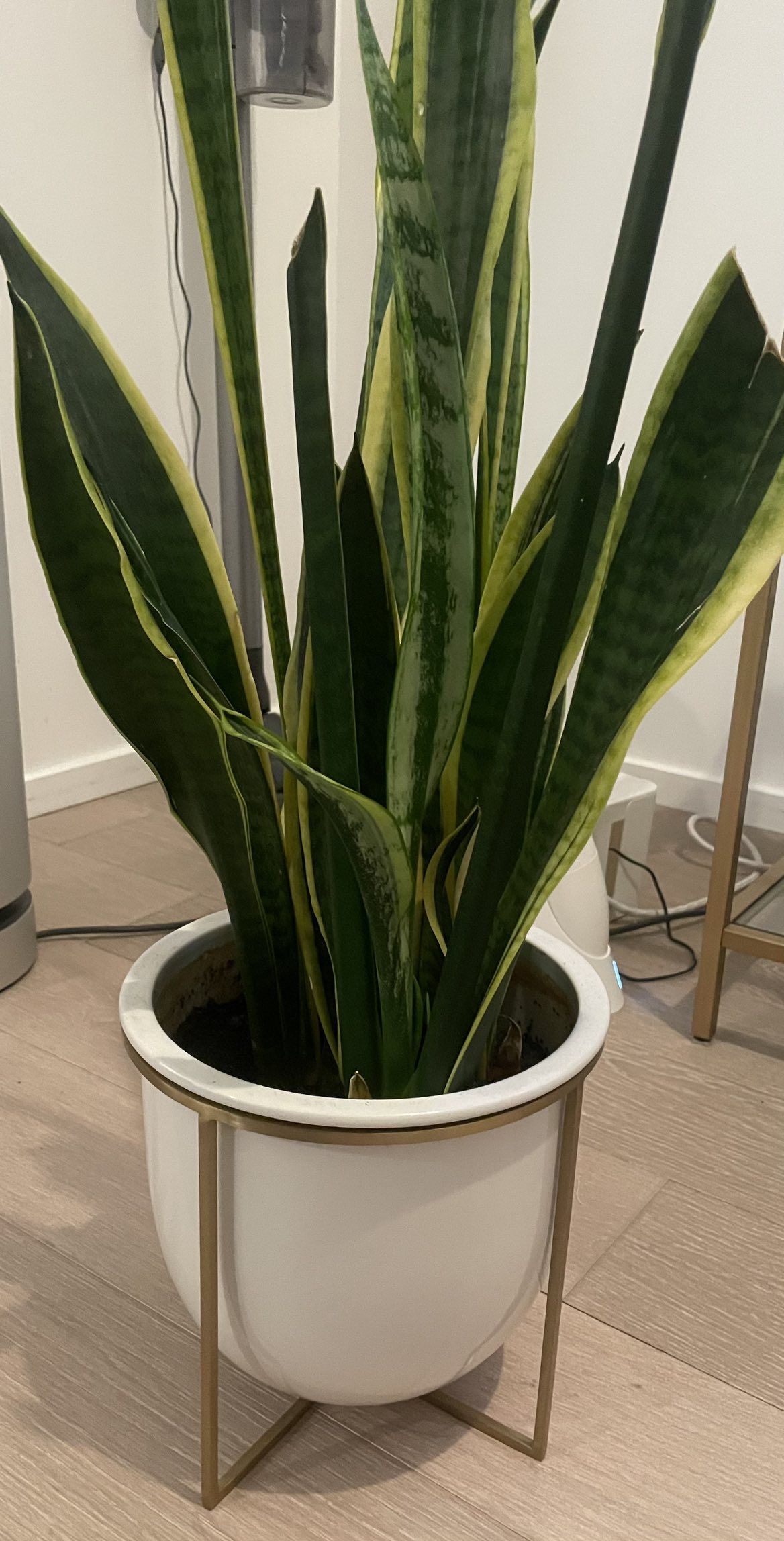 West Elm Planter + Snake Plant