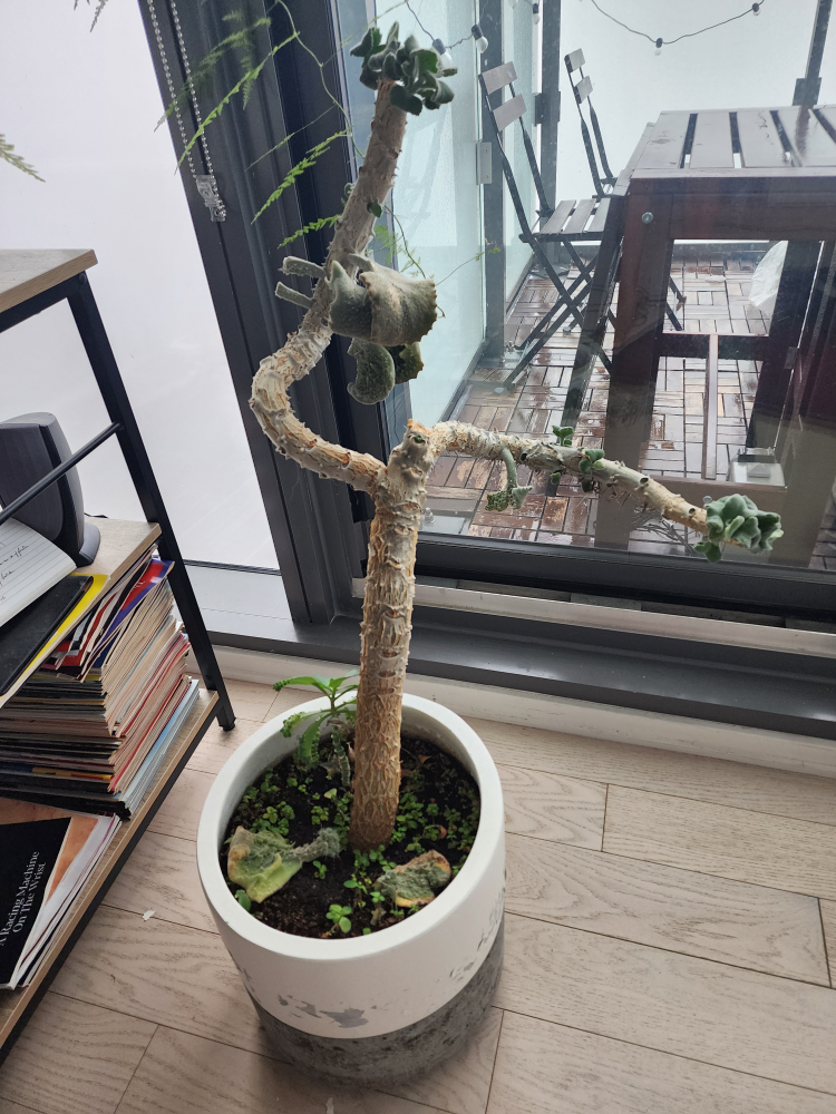 Concrete Pot with Mature Kalanchoe Beharensis