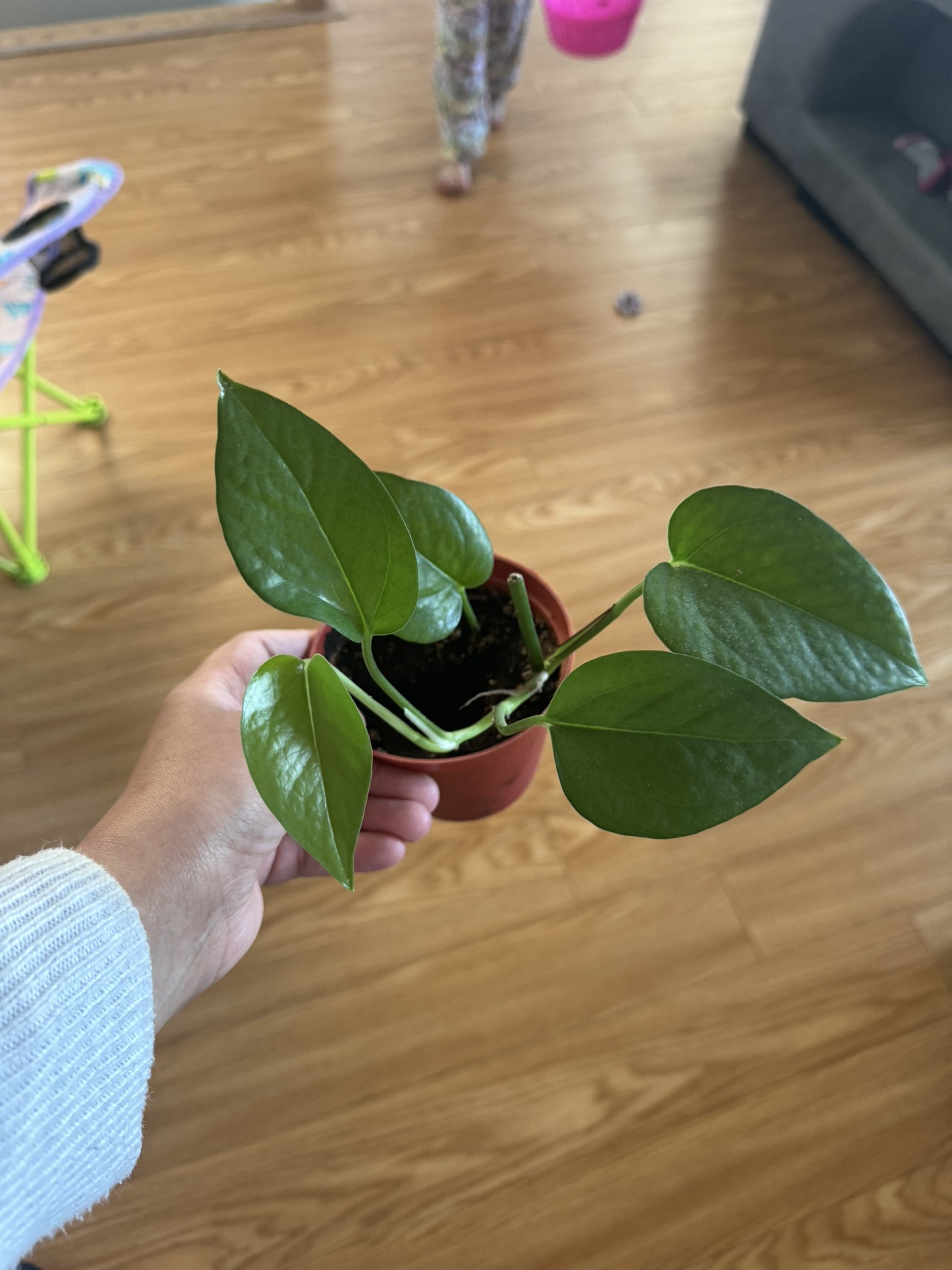 Money plant for sale - photo 4