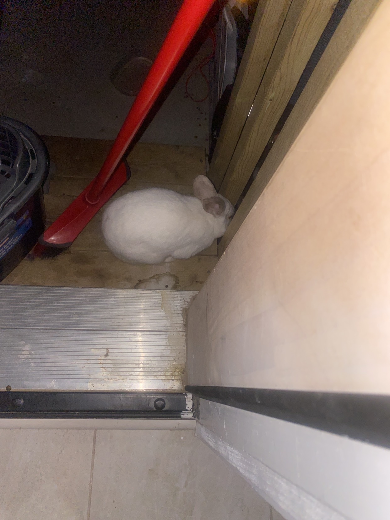 Cute bunny available