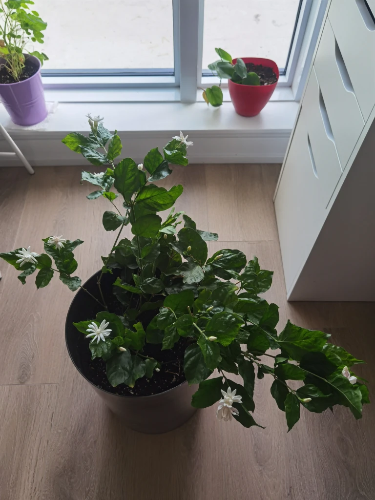 #freecycle Free Jasmin Plant - photo 2