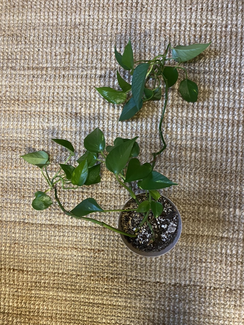 Golden Pothos Plant image indicator(4)