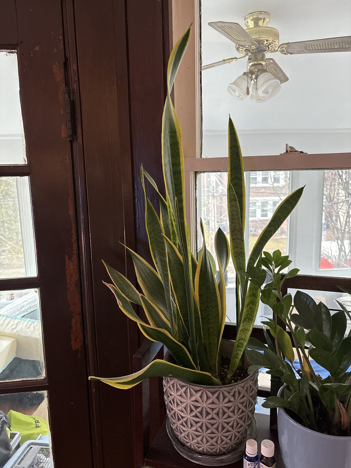 Indoor house plants - photo 3