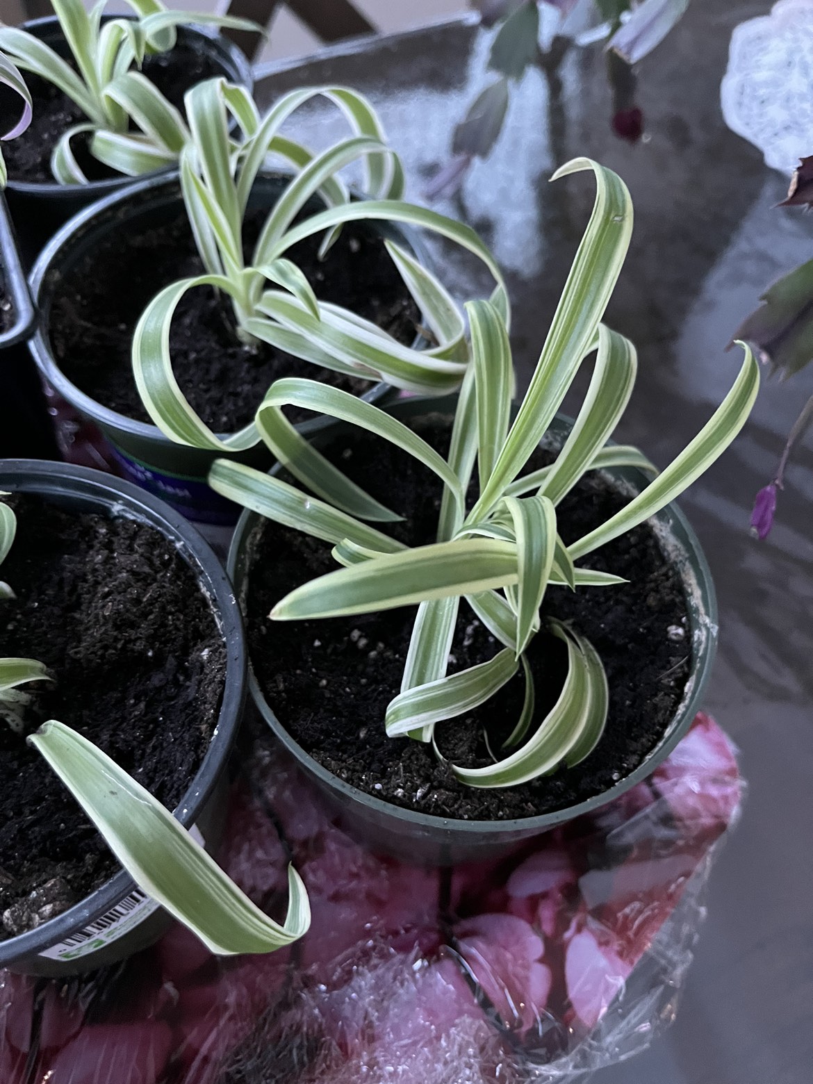 Spider plants 6 available