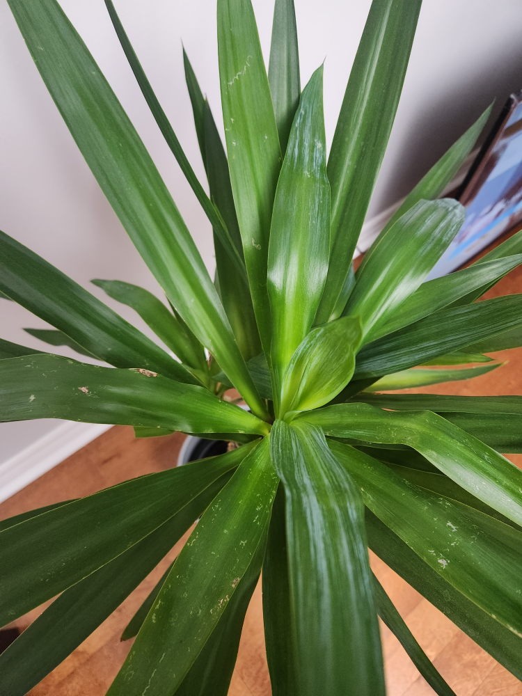 Yucca plant from IKEA with Grey pot included - photo 2