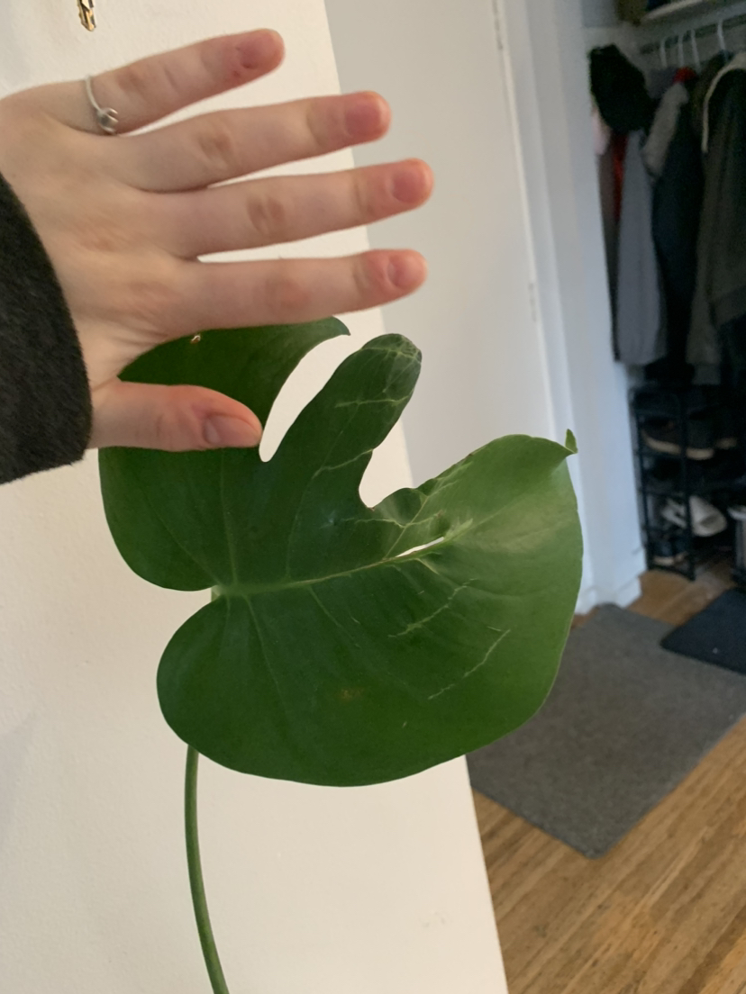 Monstera propagation B #freecycle image indicator(2)
