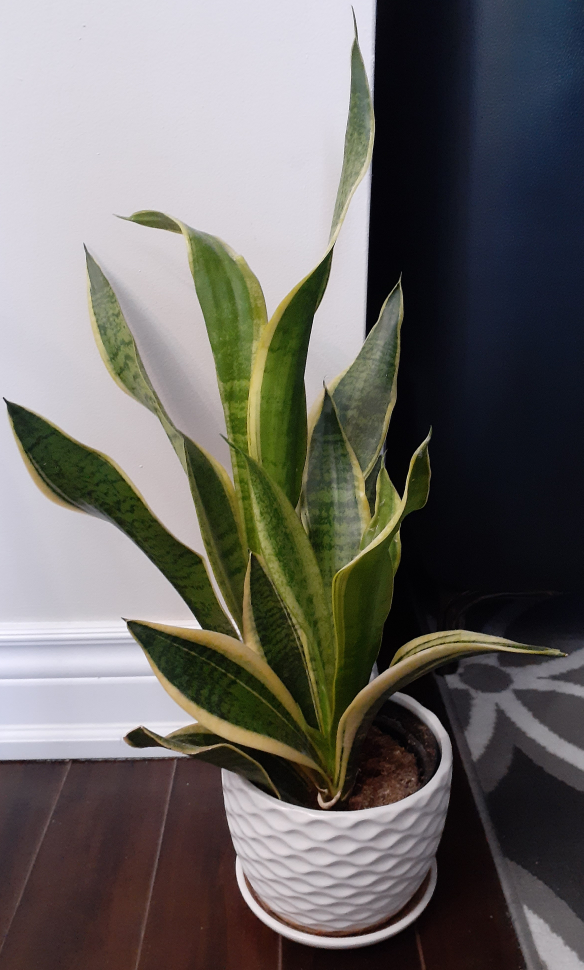 Sansevieria/ Snake Plant thumbnail