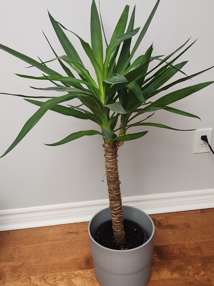 Yucca plant from IKEA with Grey pot included