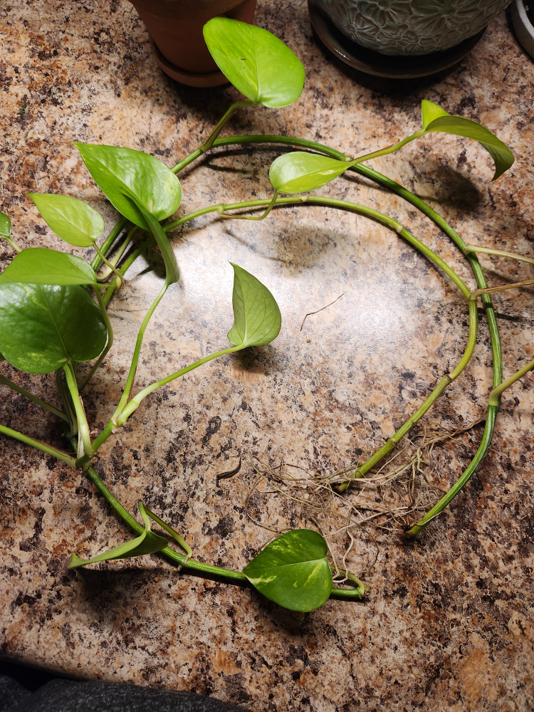 Potho small vine with strong roots - pick up only thumbnail