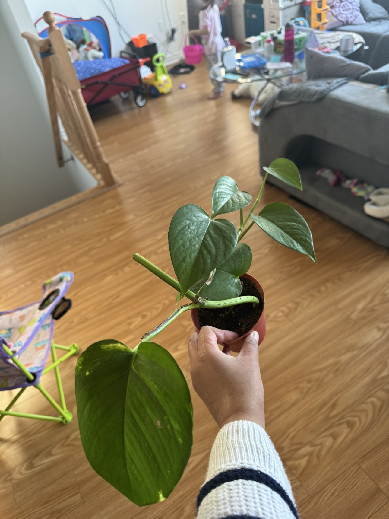 Money plant for sale - photo 2