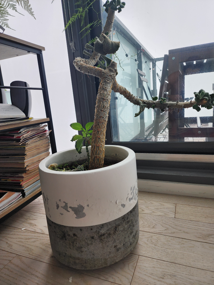 Concrete Pot with Mature Kalanchoe Beharensis - photo 2