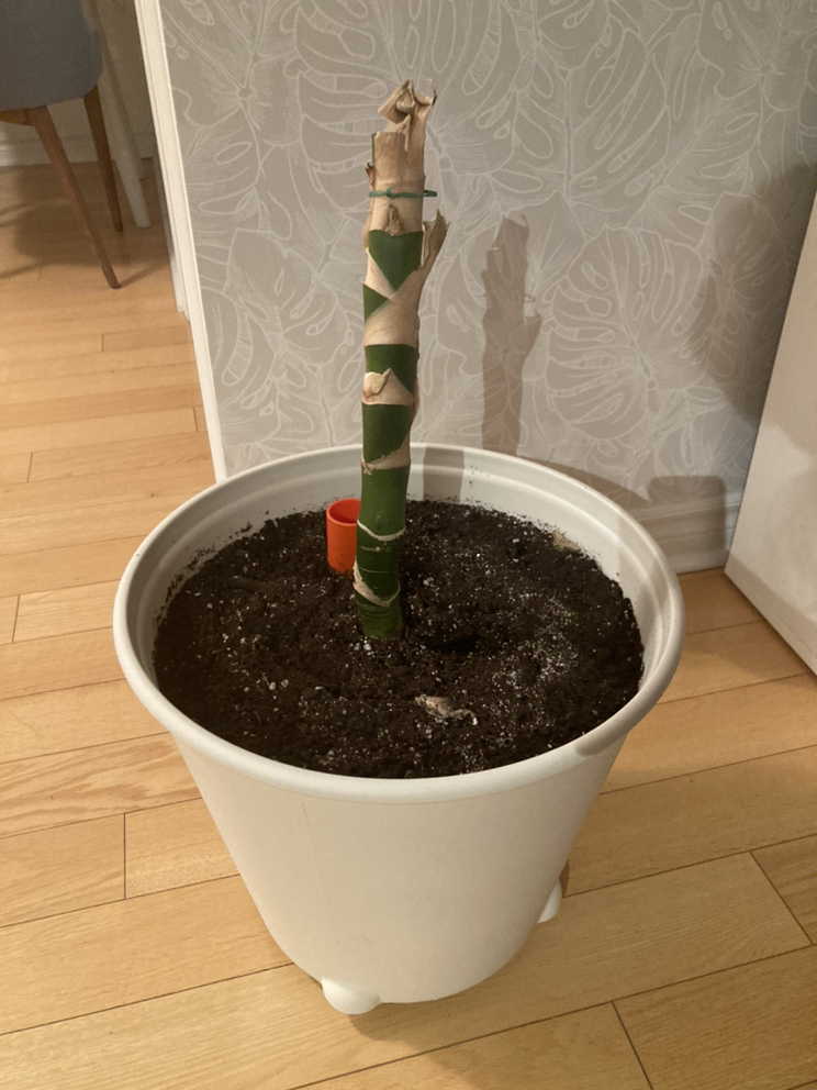 Indoor plant (trunk and pot)