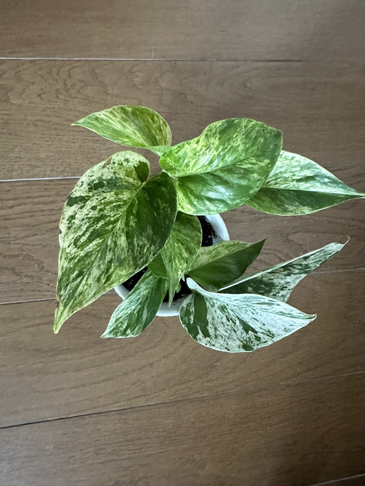 Marble Queen Pothos Plant in 4 inch ceramic pot - photo 2
