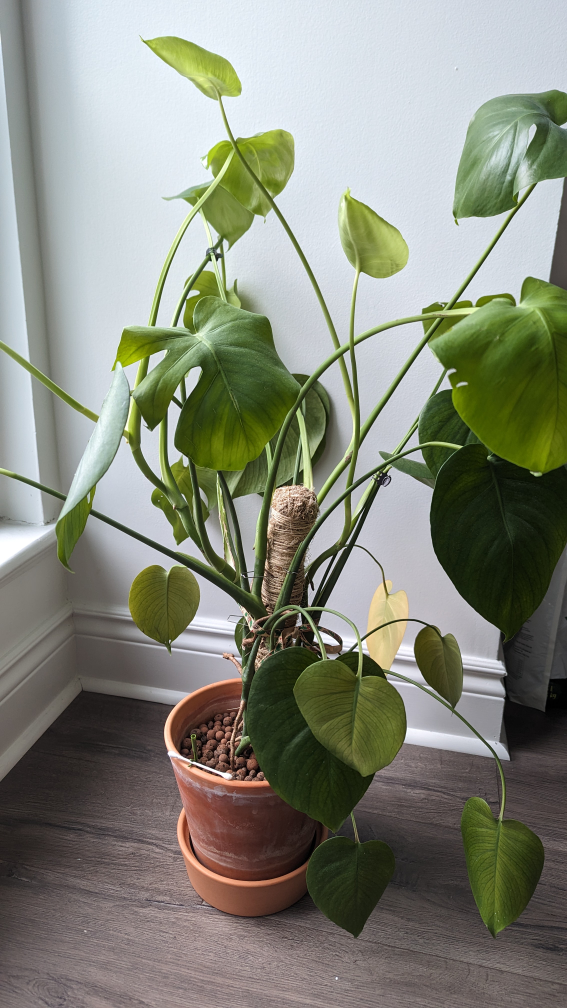 Monstera Deliciosa Plant🌱🪴 [pick up by Mar 23] - photo 4
