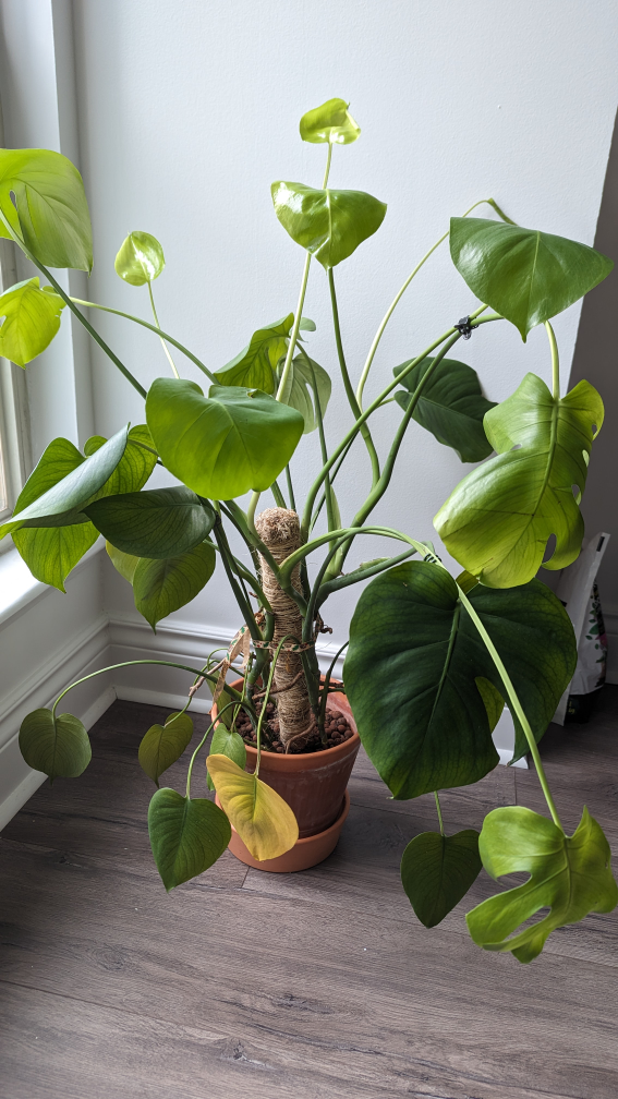 Monstera Deliciosa Plant🌱🪴 [pick up by Mar 23] - photo 5