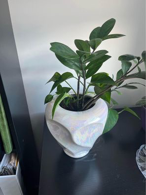 Beautiful plants - photo 4