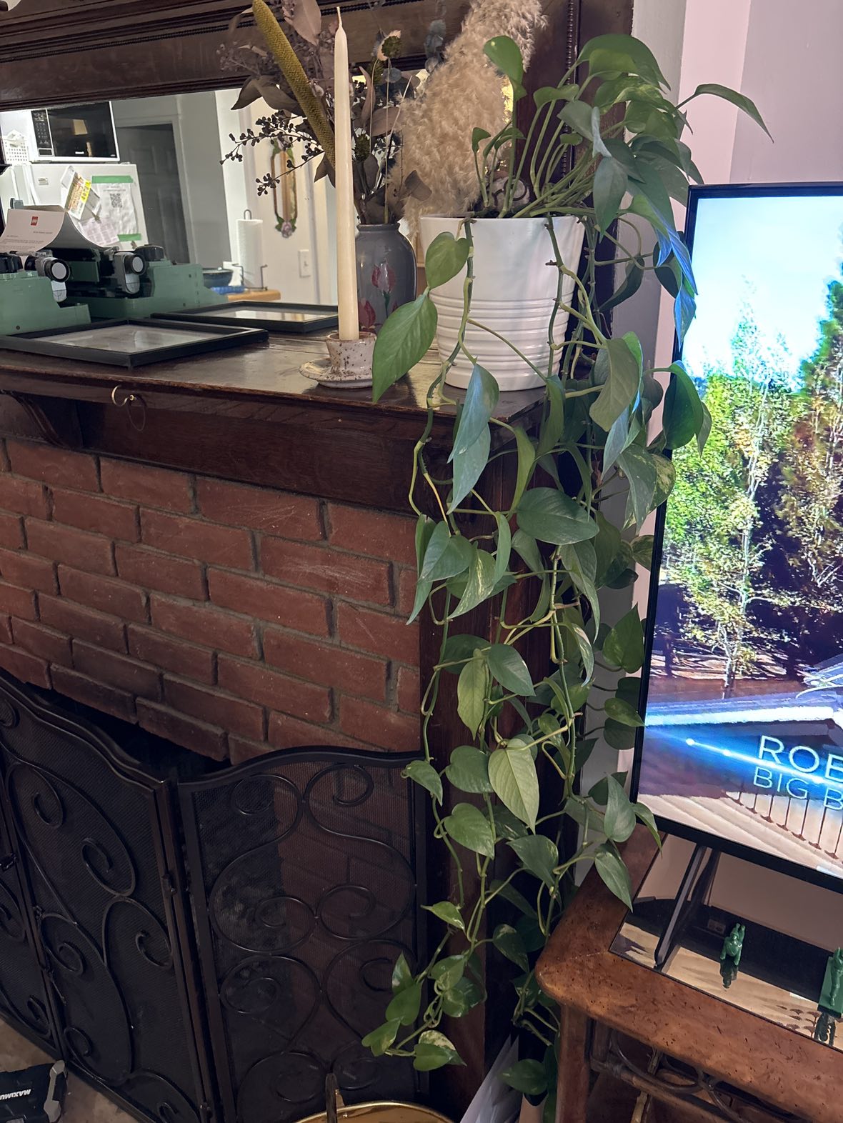 Indoor house plants