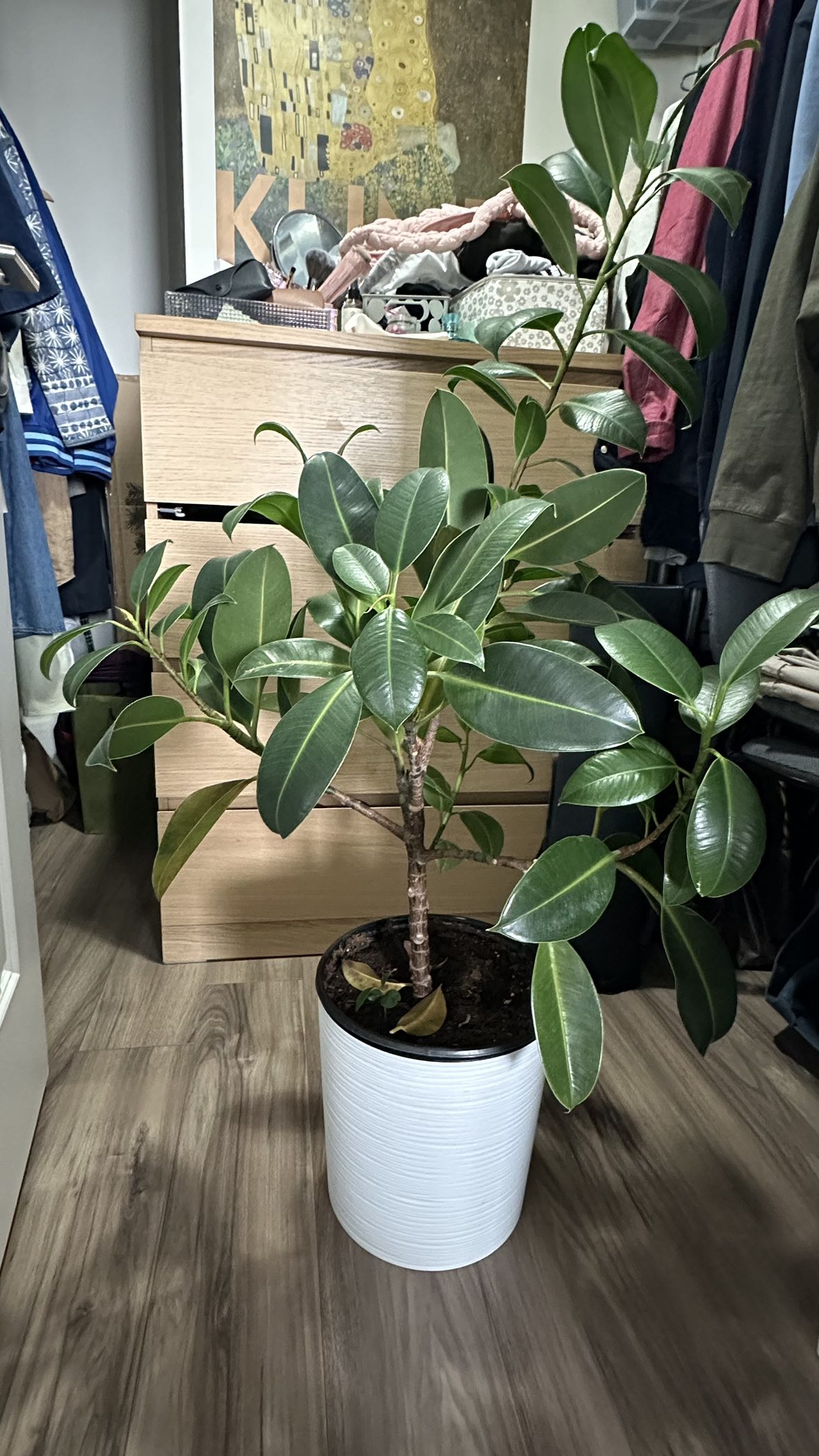 Rubber tree - photo 2