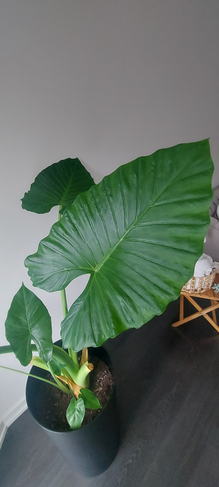 Huge and tall plant