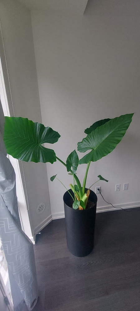 Huge and tall plant - photo 2