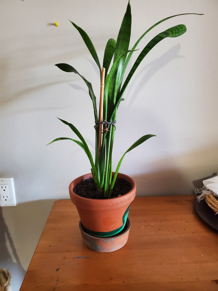 Snake plant with a painted terracotta pot thumbnail