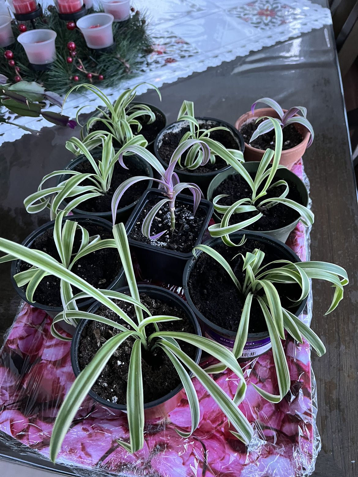 Spider plants 6 available - photo 2