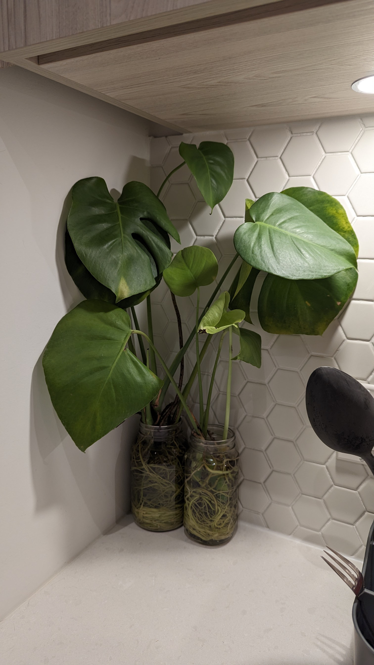 Monstera Deliciosa (Swiss Cheese Plant) image indicator(5)