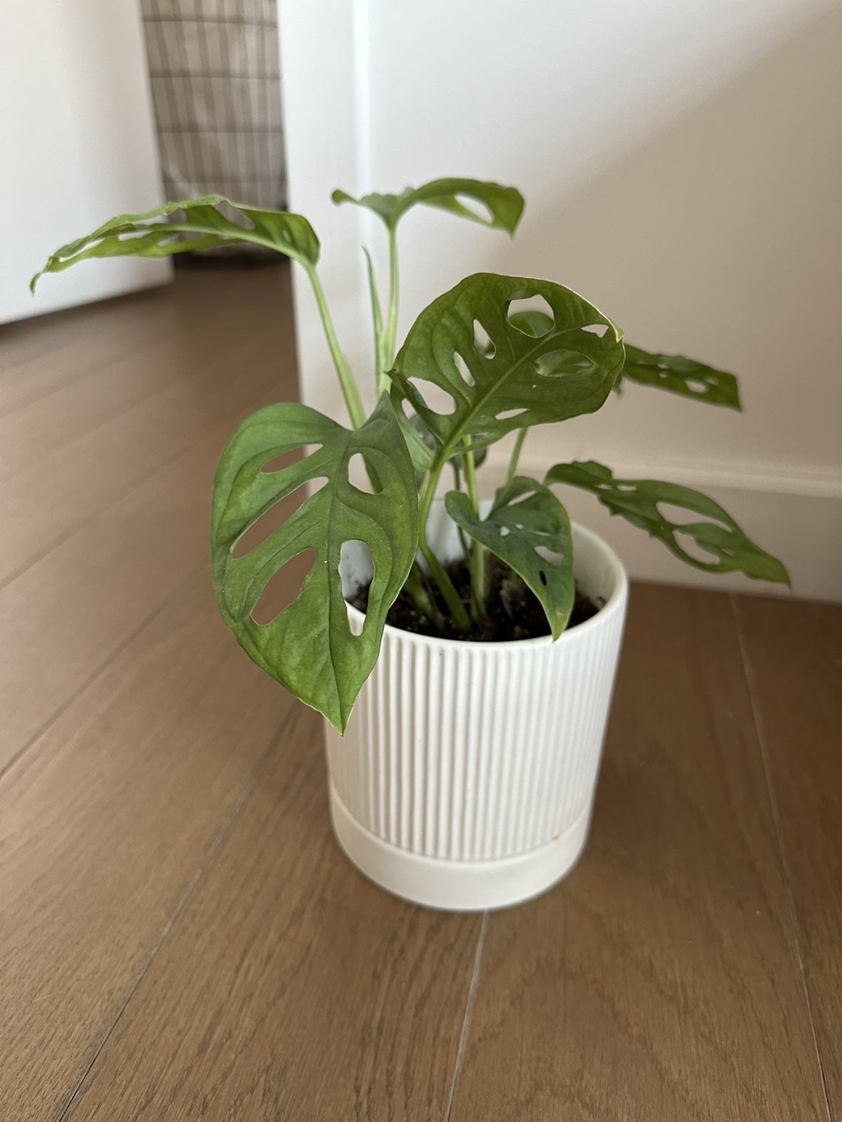 Swiss Cheese Monstera Adansonii Plant in 5 inch ceramic pot