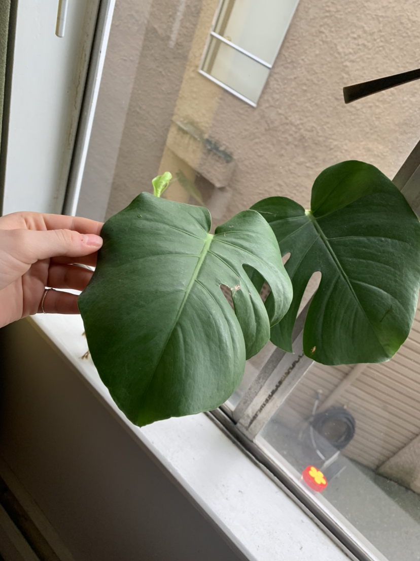 Monstera Propagation A #freecycle thumbnail