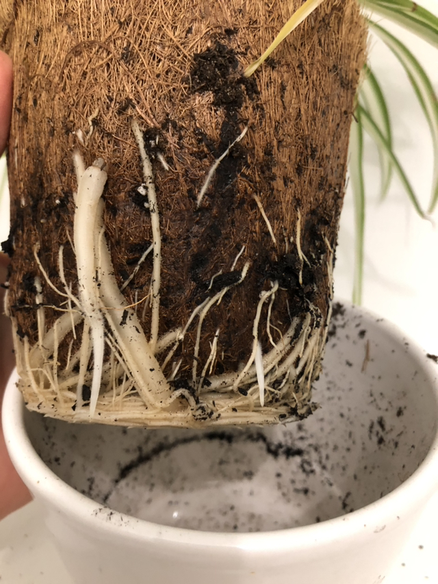 Spider plants $10@downtown White pot is NOT included image indicator(2)