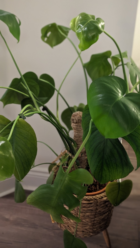 Monstera Deliciosa Plant🌱🪴 [pick up by Mar 23] - photo 3
