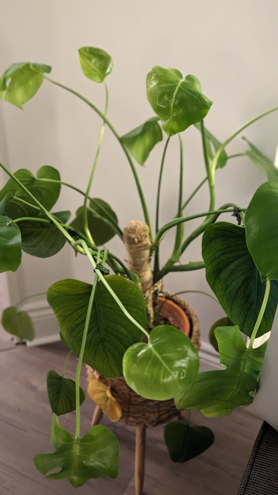 Monstera Deliciosa Plant🌱🪴 [pick up by Mar 23] - photo 2