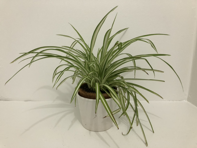 Spider plants $10@downtown White pot is NOT included thumbnail