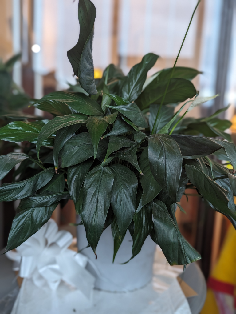Peace lily thumbnail