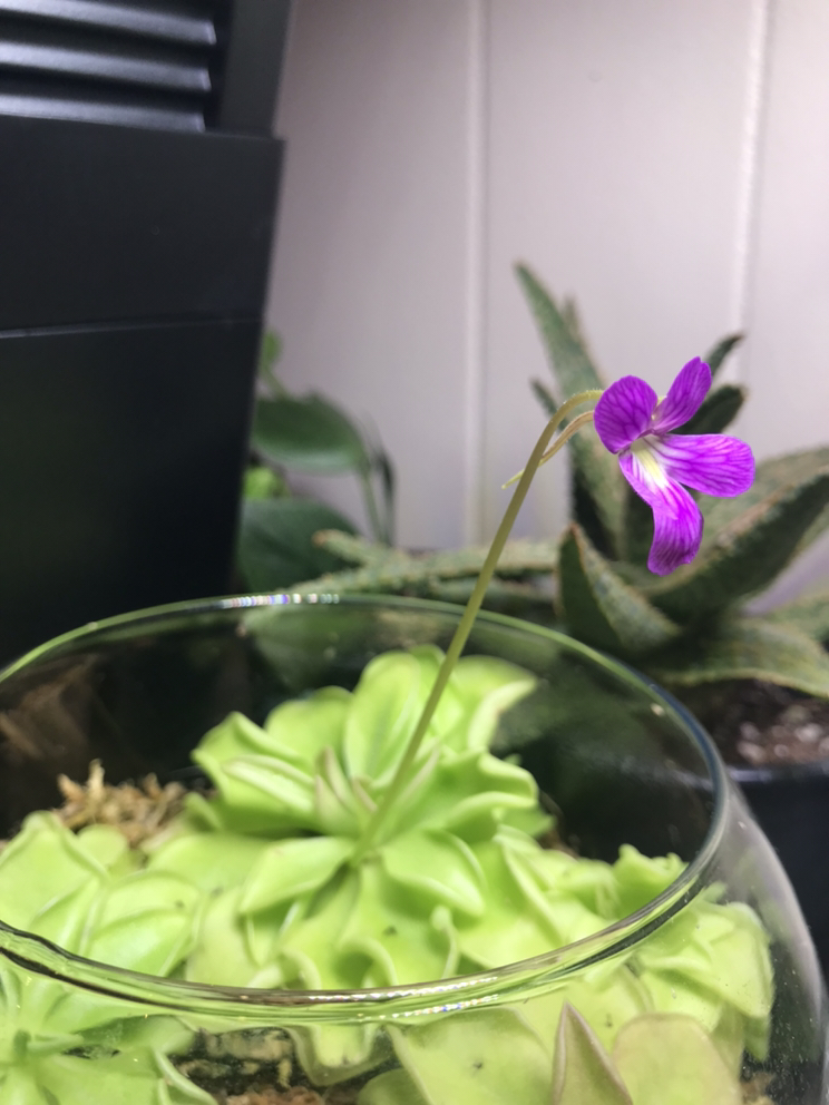 Pinguicula/Butterwort (Carnivorous Plant) image indicator(4)