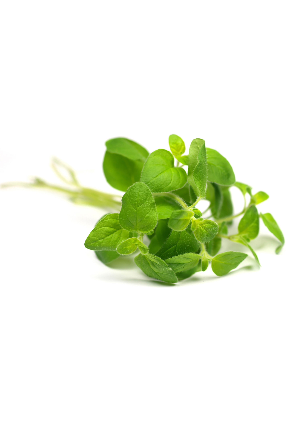 dōTERRA Oregano Essential Oil