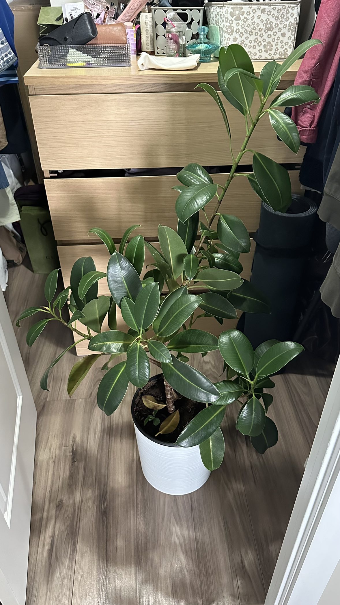 Rubber tree