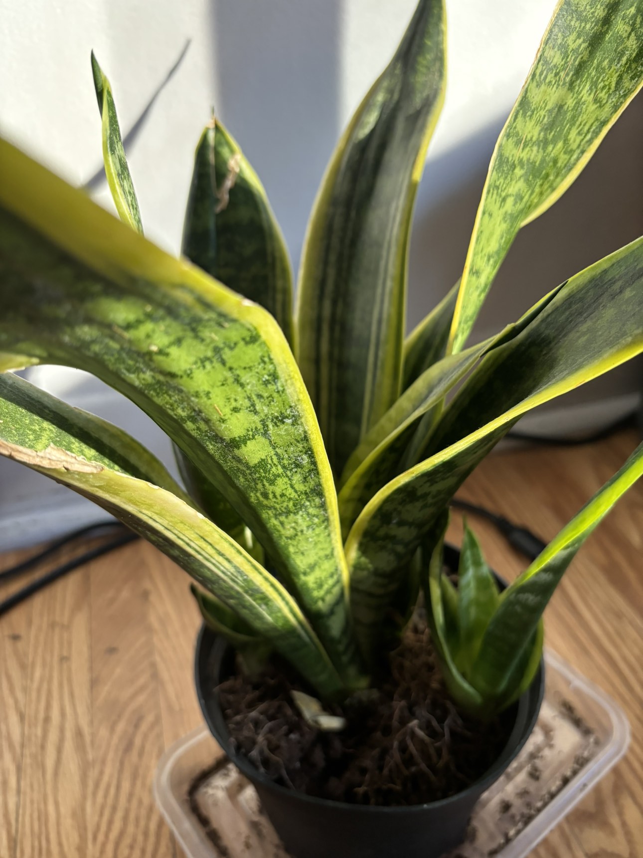 Snake Plant - photo 3