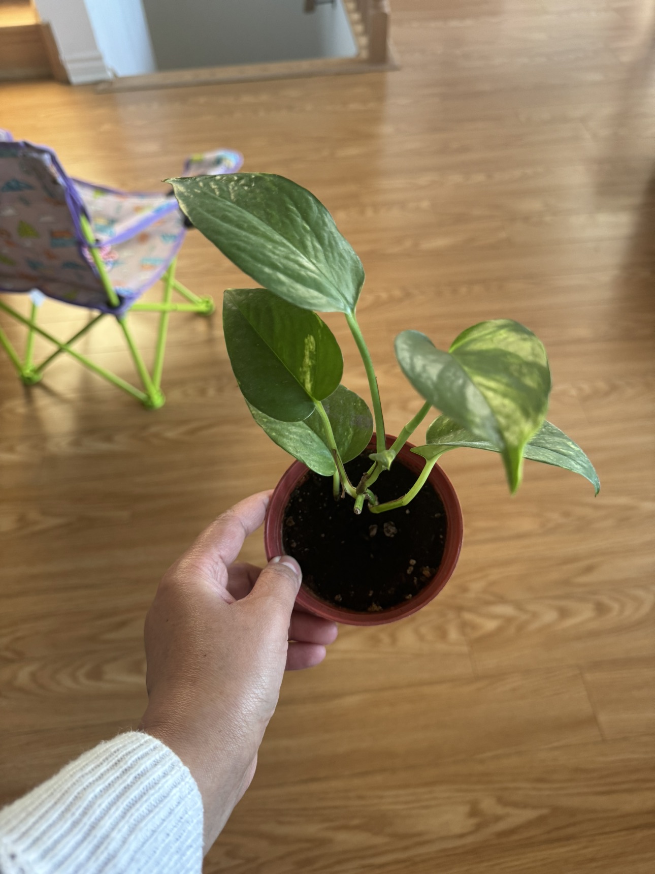 Money plant for sale - photo 5