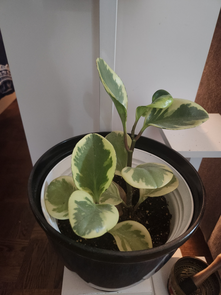 plants