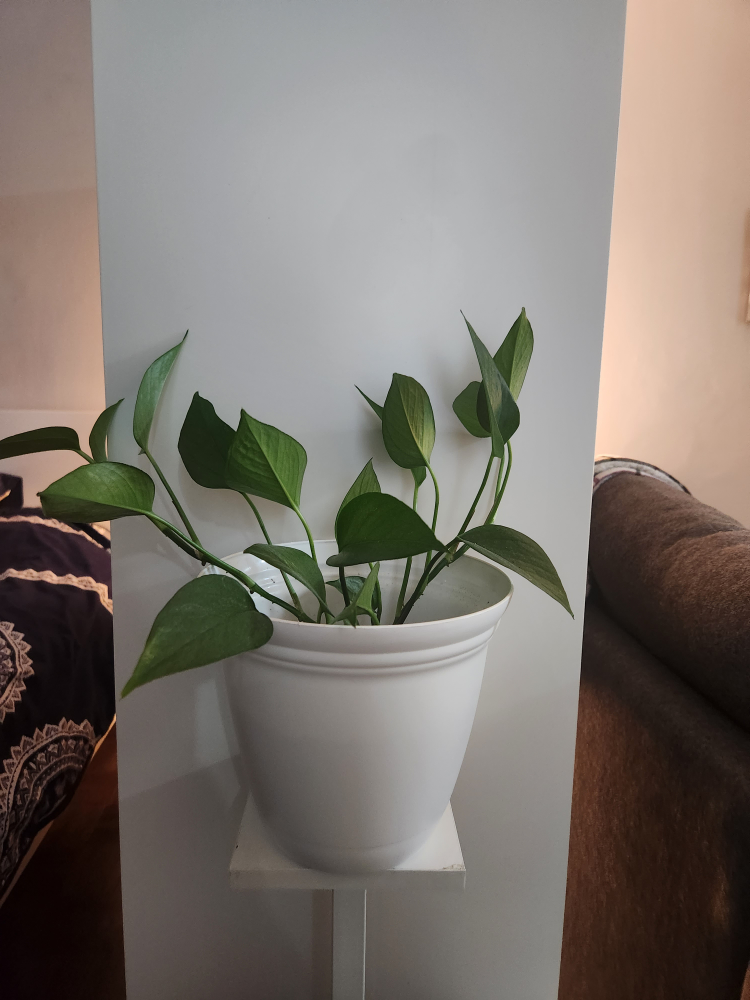 plants - photo 2