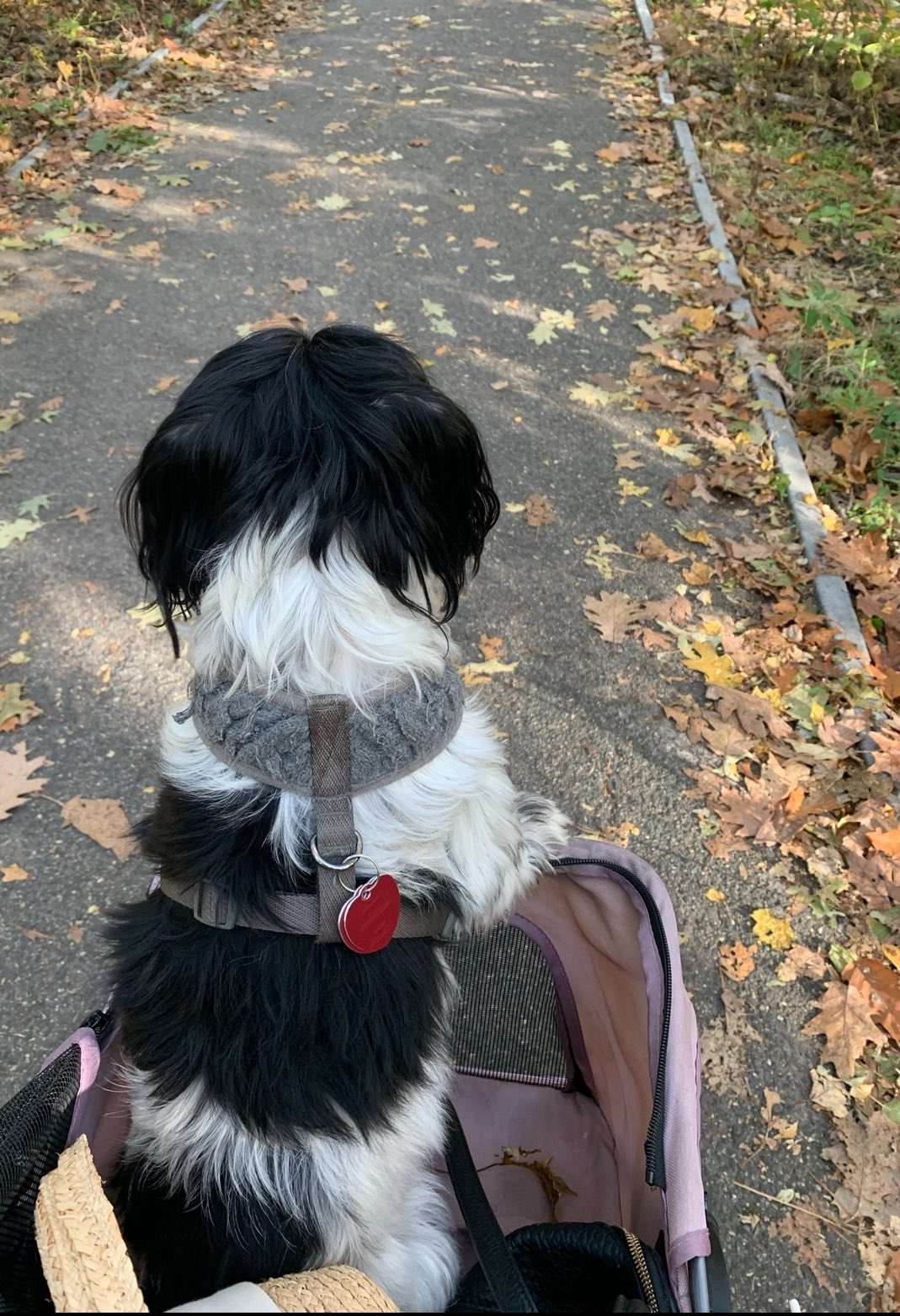 Free Dog Stroller