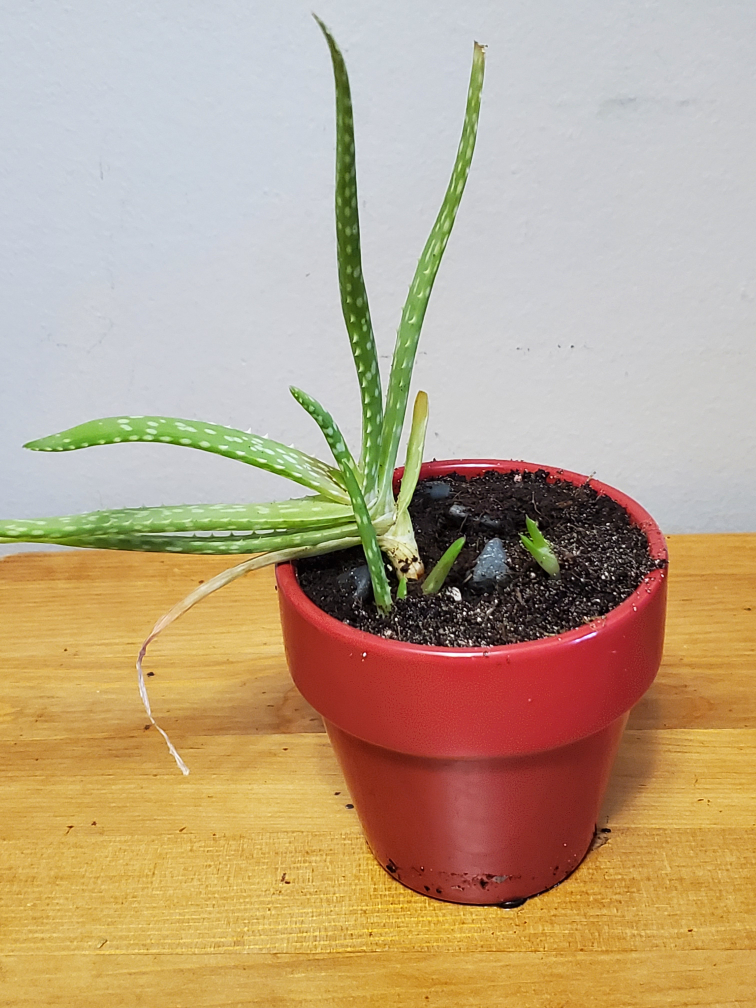Aloe Vera in red ceramic pot thumbnail
