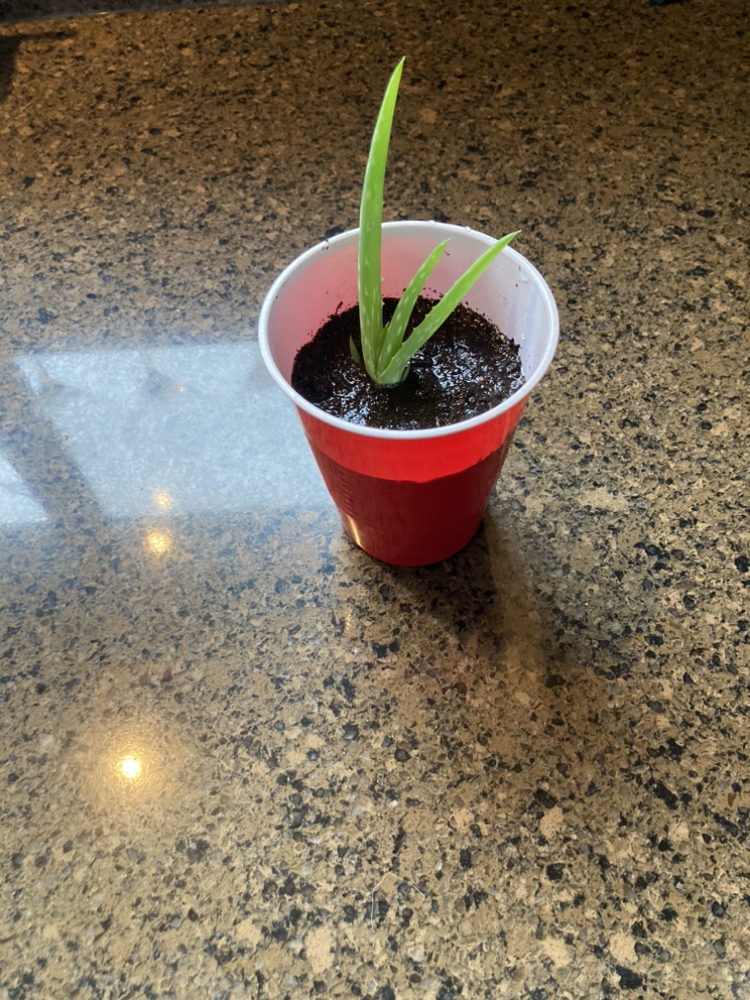#freecycle Baby Aloe Plant thumbnail
